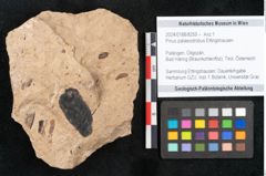 Foto (Objekt + Etikett) von Pinus palaeostrobus Ettingshausen (NHMW-GEO-2024-0188-8259)